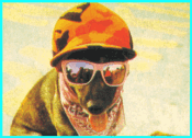 A dog, with cap and sunglasses